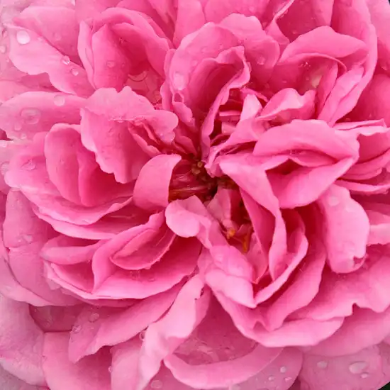 Trandafiri online - Roz - trandafir englezesti - trandafir cu parfum intens - Rosa Ausbord - David Austin - Al doilea ca intensitate a parfumului după Evelyn. Din petale, se prepară apă de trandafir .